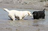LABRADOR 517